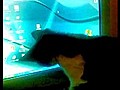  mleci yakalamaya al an salak kedi | BahVideo.com