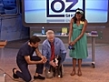 Dental Care for Dogs | BahVideo.com