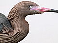 Animals Oil Spill Puts Birds at Risk | BahVideo.com