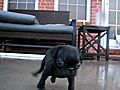 Special Pug Puppy Needs New Home 2 | BahVideo.com