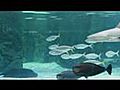 Under the sea in Aquarium  | BahVideo.com