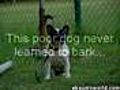 No Bark | BahVideo.com