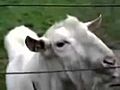 Goat Licking an Electric Fence | BahVideo.com