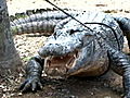 Operation Wild How to Catch a Gator | BahVideo.com