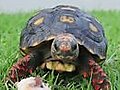 Turtle - Parry Gripp | BahVideo.com