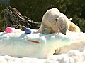 Polar Bear Snow Sculptures | BahVideo.com