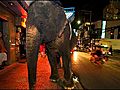 Bangkok street elephants heading for zoos | BahVideo.com