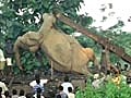 Speeding train kills seven elephants | BahVideo.com