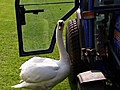 Swan Falls In Love With Tractor | BahVideo.com