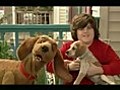 North Shore Animal League America Offers Five  | BahVideo.com