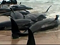 Pilot whales stranded on New Zealand beach | BahVideo.com
