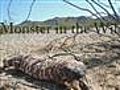 Gila Monster in the Wild | BahVideo.com