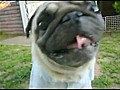 Pug Stares Down Camera | BahVideo.com