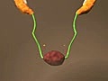Female Urogenital Development | BahVideo.com