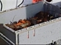 Proposal to ban lobster fishing on East Coast  | BahVideo.com
