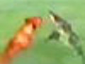 Dog attacks shark | BahVideo.com