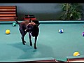 Pool Playing Chihuahua | BahVideo.com