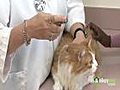 Caring for your Cat - Trimming Toenails | BahVideo.com
