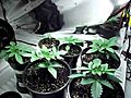 small closet marijuana grow | BahVideo.com
