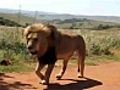 Un lion mange mon pneu | BahVideo.com