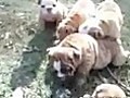 AKC English Bulldog Puppies | BahVideo.com