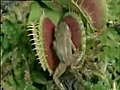 hayvan yiyen bitki | BahVideo.com