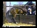 Horse Branding Fail | BahVideo.com