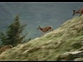PBS Nature - Prince of the Alps 2008 720p | BahVideo.com