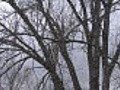 Winter Tree | BahVideo.com