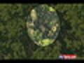 Bear Spotted In Tree In Raritan | BahVideo.com