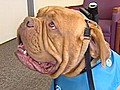 Therapy Dog Shoots His Own Video | BahVideo.com