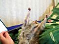 Slow Loris loves getting TICKLED  | BahVideo.com