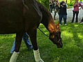 Derby winner Animal Kingdom arrives in Maryland | BahVideo.com
