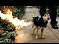 Little Dog Big Surprise  | BahVideo.com