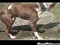 Slow Learning Dog | BahVideo.com