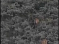 Mule Deer Hunting Footage 73107 | BahVideo.com