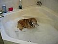 Golden Retriever Puppy Discovers Bubble Bath | BahVideo.com