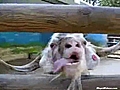 Crazy Old Goat | BahVideo.com