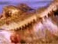 Croc Eats Pirahna | BahVideo.com