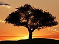 1076 Lone Tree Spring Sunset Stock Footage | BahVideo.com