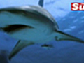 Shark Shocks Paparazzi | BahVideo.com