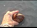 Squirting cockles Sanibel | BahVideo.com