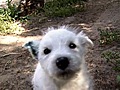 Chill TV 1-Hunde | BahVideo.com
