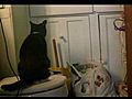 My Cat David Bowie Peeing Funny | BahVideo.com