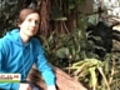 Gorillas in Gefahr - Und was dein Handy damit  | BahVideo.com