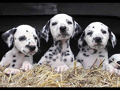 Seeing spots Dalmatian delivers 16 pups | BahVideo.com