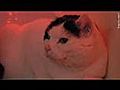 La chatterie toilettage de chiens et chats  | BahVideo.com