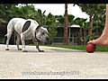 Kick that Ball - pit bull Sharky is ready  | BahVideo.com