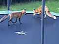 Foxes Jumping On Trampoline | BahVideo.com