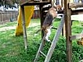 My sister s Dog climbing the playhouse kinda  | BahVideo.com
